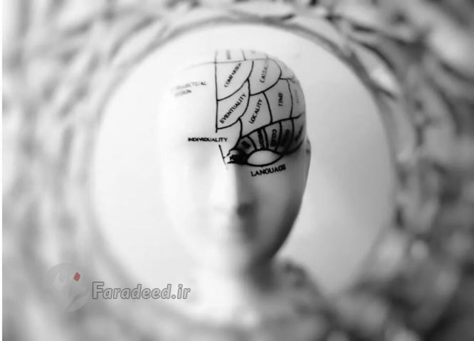 جمجمه انسان از 29 استخوان تشکیل‌شده است. این تعداد استخوان برای محافظت از آنچه درونشان وجود دارد کم به نظر می‌رسند! 