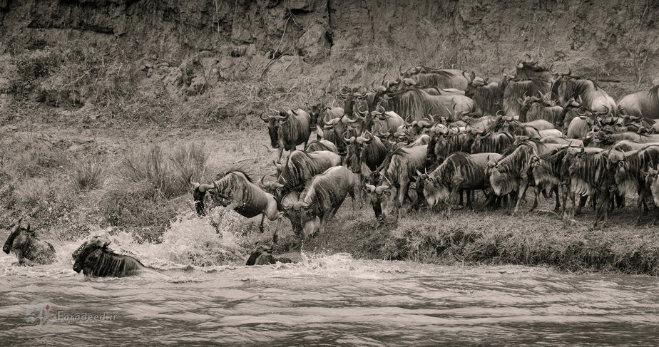 کل‌های یالدار به سمت رودخانه مارا حرکت می‌کنند