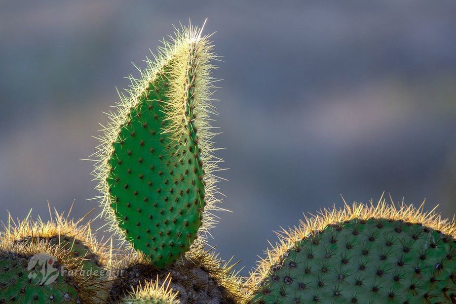 عکاس: اریک ویلیامز، تصویری از یک کاکتوس سرده ایدر جزیره پلازای جنوبی 