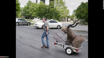 این مرد چمدان و سر «کودو» را با چرخ به دنبال خود می‌کشد. او تازه دارد به هتل می‌رود.