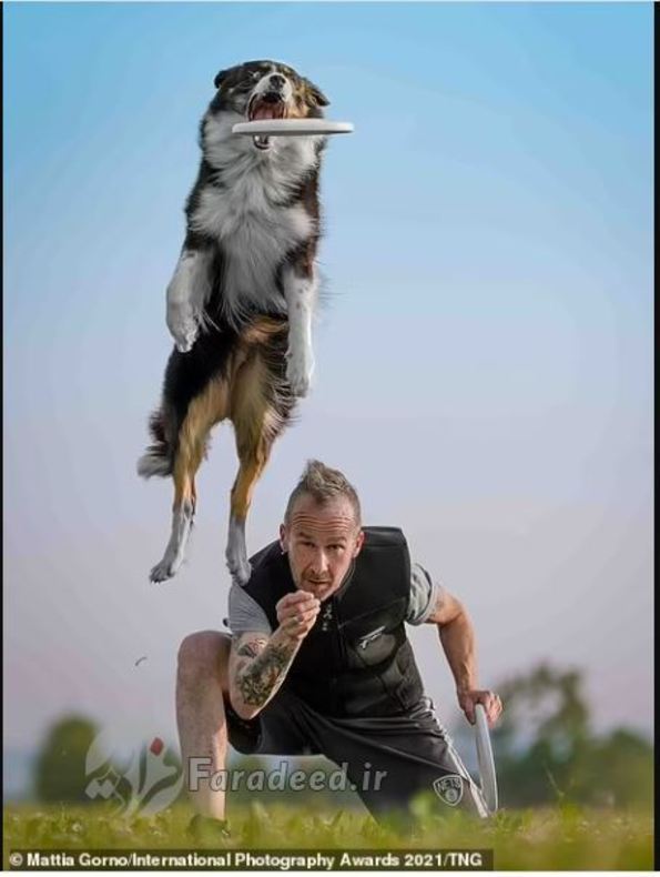 مجموعه تصاویر حیواتات در بخشِ «عکاسی حرفه‌ای ورزشی و سایر» رتبه دوم را کسب کرد. عکاس: Tianhand Zhang 