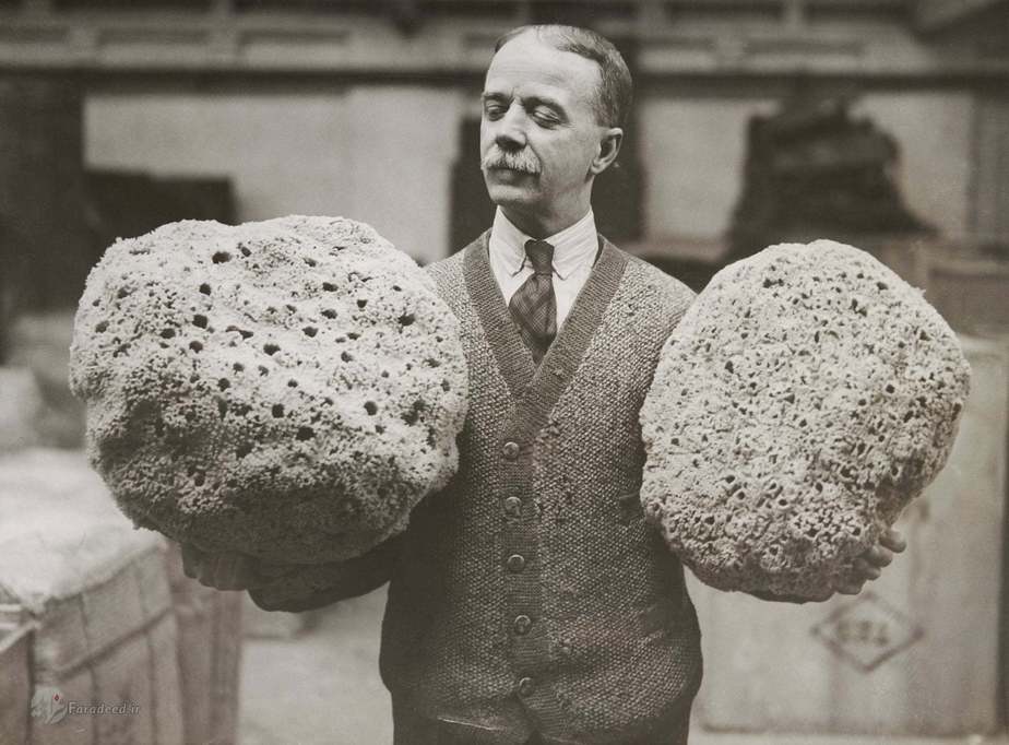 مردی با دو اسفنج بزرگ دریای مدیترانه که برای حراجی به لندن آورده شده است. حدود سال 1933.