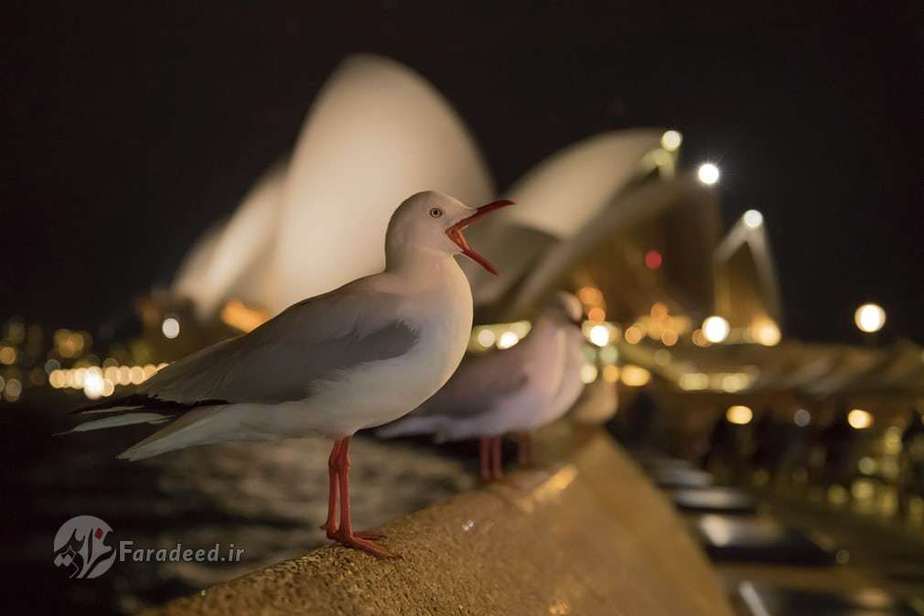 جایزه برنز پرندگان شهر و بوستان؛ مرغ نقره‌ای اثر کوین ساوفورد از انگلستان 