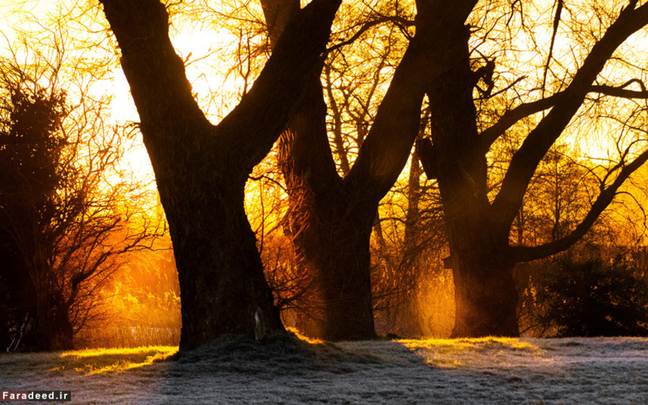 تلألو نور خورشید در لابلای درختان؛ شهر لیدز، انگلیس