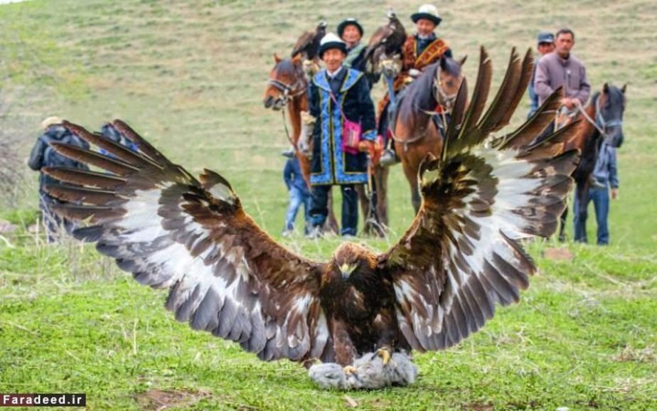 تماشای شکار کردن عقاب در جشنواره محلی در منطقه خودمختار سین کیانگ