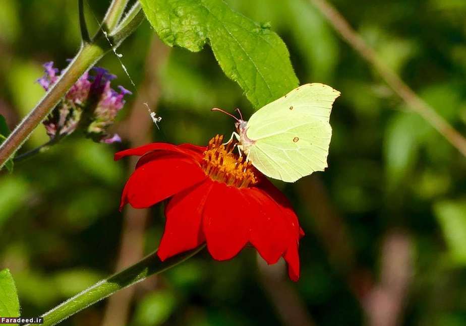 پروانه زرد؛ برکشایر