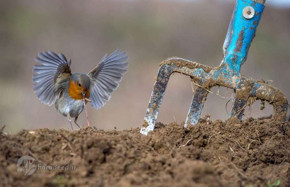 برنده جایزه پرندگان شهر و بوستان؛ سینه‌سرخ اروپایی اثر نیکوس بوکاس از یونان