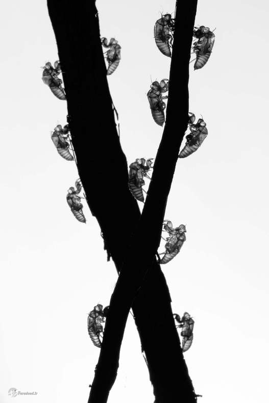 مینگویی یوآن، صعود، ووهان سیتی، چین 