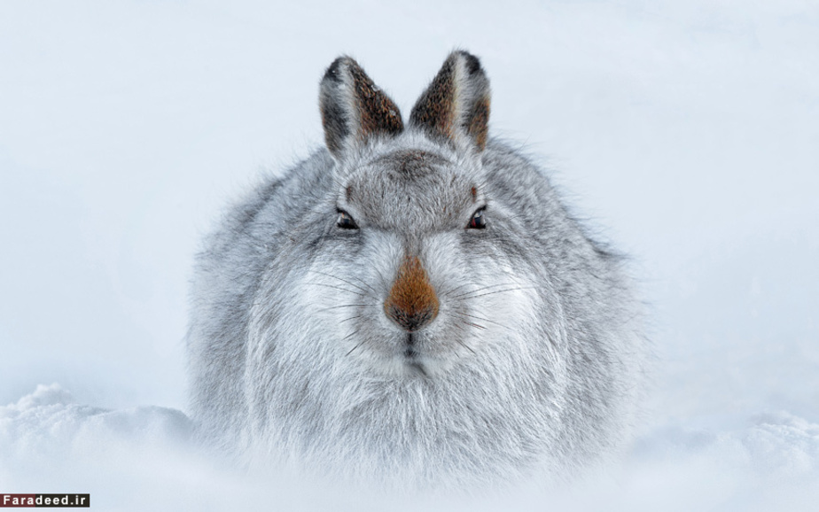 خرگوش پوشیده از برف در ولز جنوبی