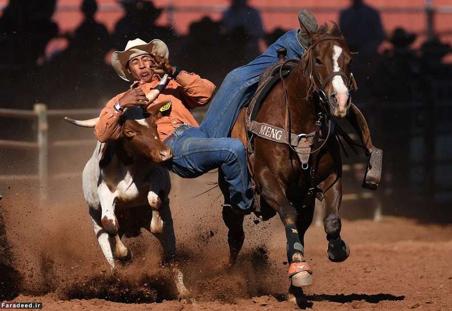 مسابقه و نمایش سوارکاری در استرالیا