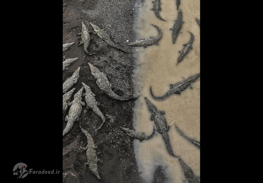 تمساح های ریو تارکولس؛ برنده جایزه سوم بخش عکاسی طبیعت. عکاس: Tarun Sinha