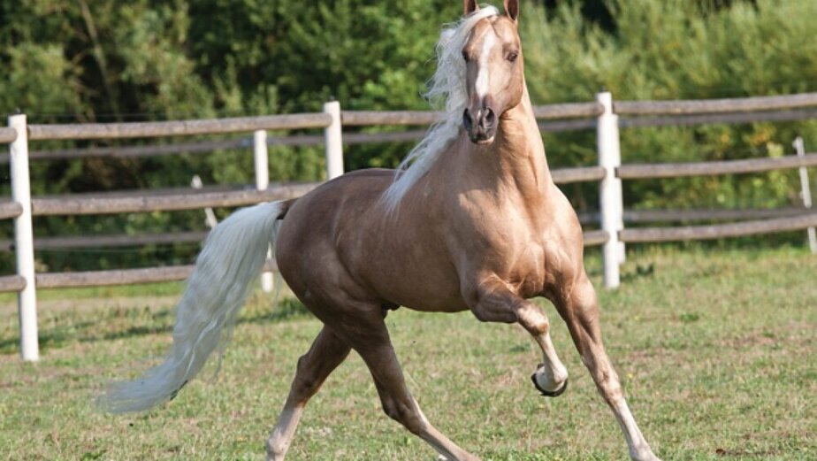 اسب طلایی تنسی با پوست طلایی، نژادی از اسب هایی است به دلیل مسابقه پیاده روی موزون مرحله ای عجیب و غریب خود شناخته شده است. همچنین با حرکت زرق و برق دار آن قابل تشخیص است