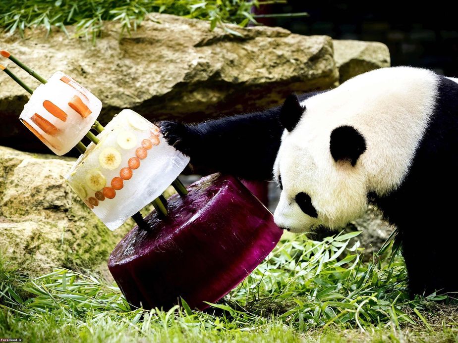 تولد چهار سالگی پاندای غول پیکر در باغ‌وحشی در هلند