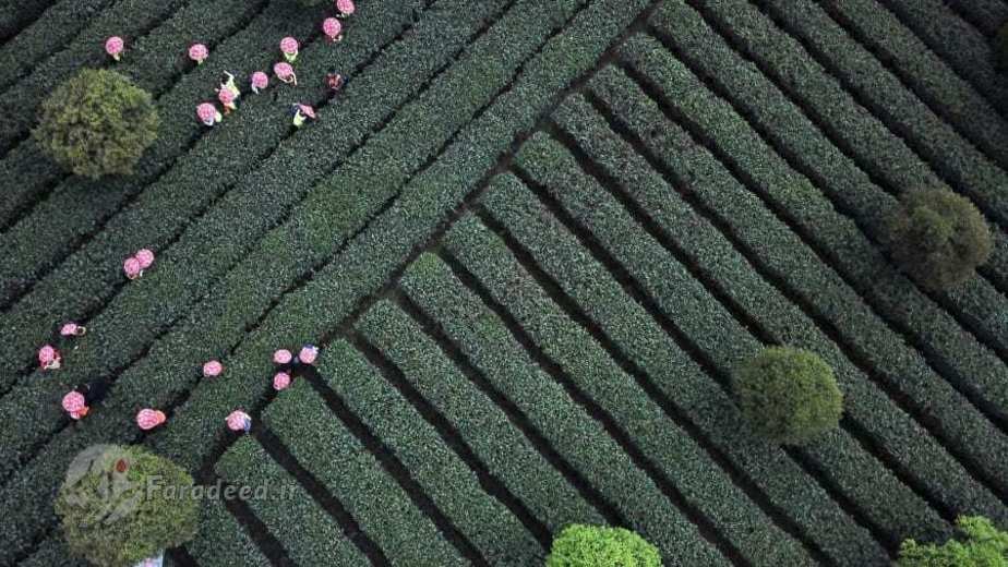 برداشت چای بهاری در چین