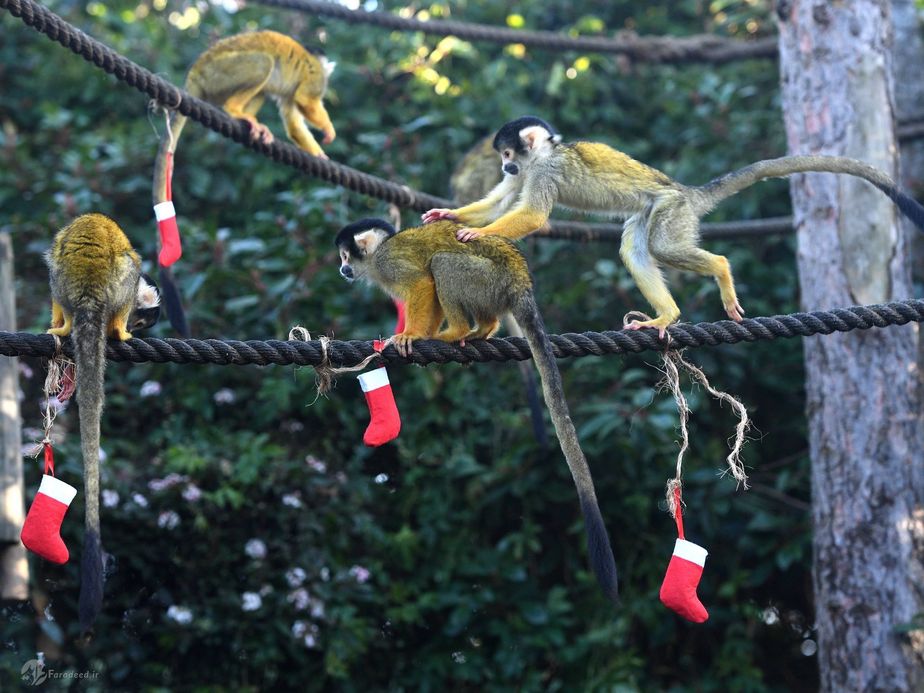 هدیه میوه و سبزیجات برای میمونهای باغوحش سیدنی