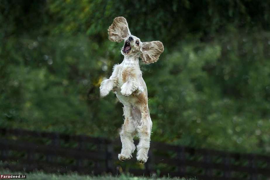 عکس یکی از فینالیست‌های مسابقه عکاسی کمدی 