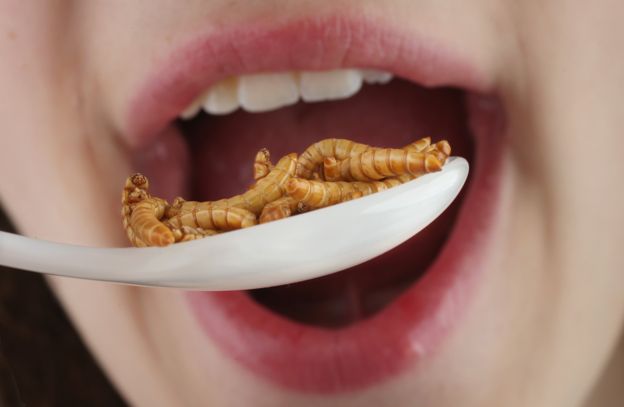 چرا آنجلینا جولی حشره میخورد؟ چرا آنجلینا جولی حشره میخورد؟