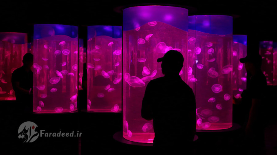 نمایش عروس دریایی در پارک اقیانوس 