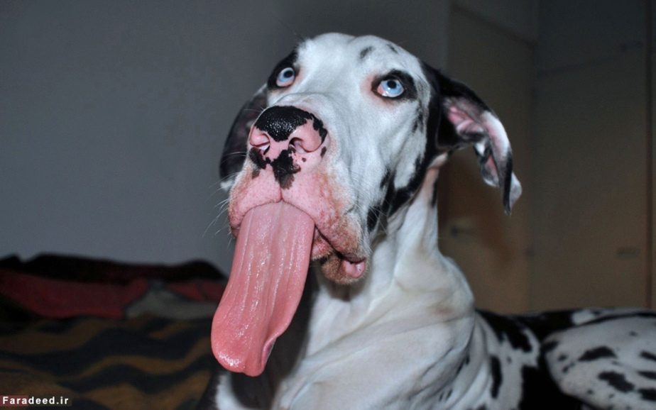 حرکت جالب سگ برای صاحب فنلاندی‌اش