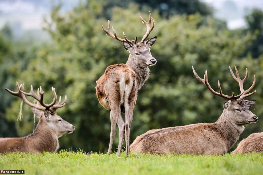 گوزن‌ها در سامرست