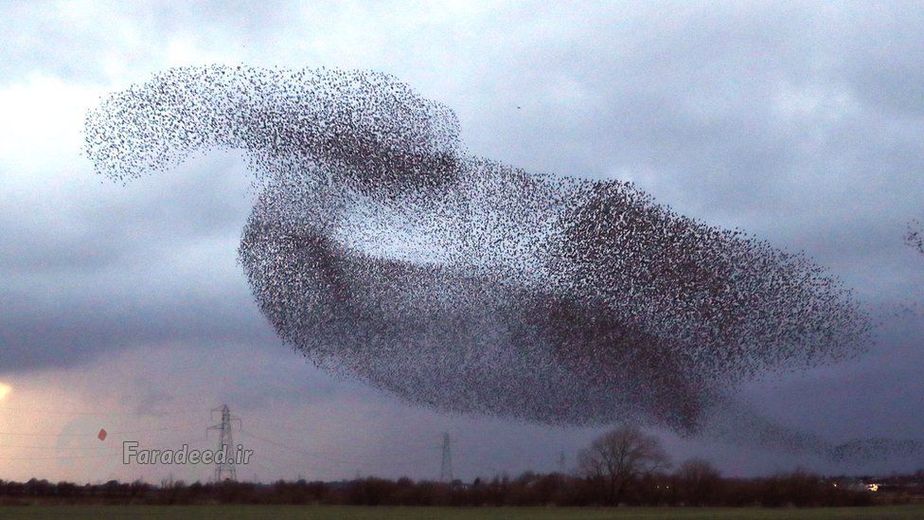 این پرندگان همیشه و به ویژه در این فصل از سال در آسمان دیده می‌شوند.