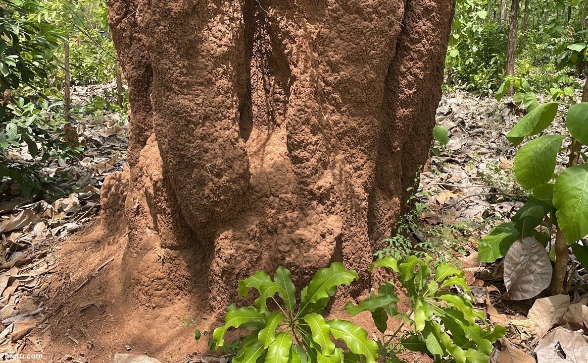 (تصاویر) لانه‌های عجیب و ۵ متری موریانه‌ها