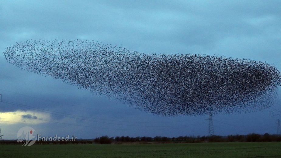 چیزی در حدود صد هزار پرنده در هر تجمع بر فراز آسمان دیده می‌شوند.