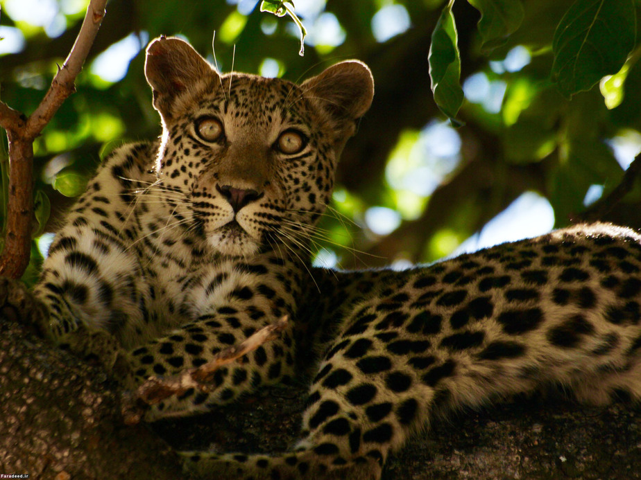 پلنگ؛ بوتسوانا