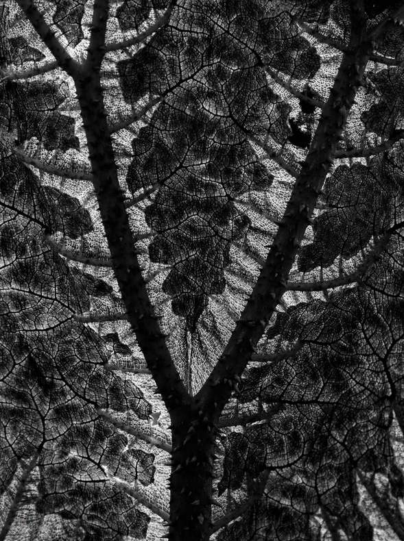 لودویگ اسر، گونرا، ویلز 