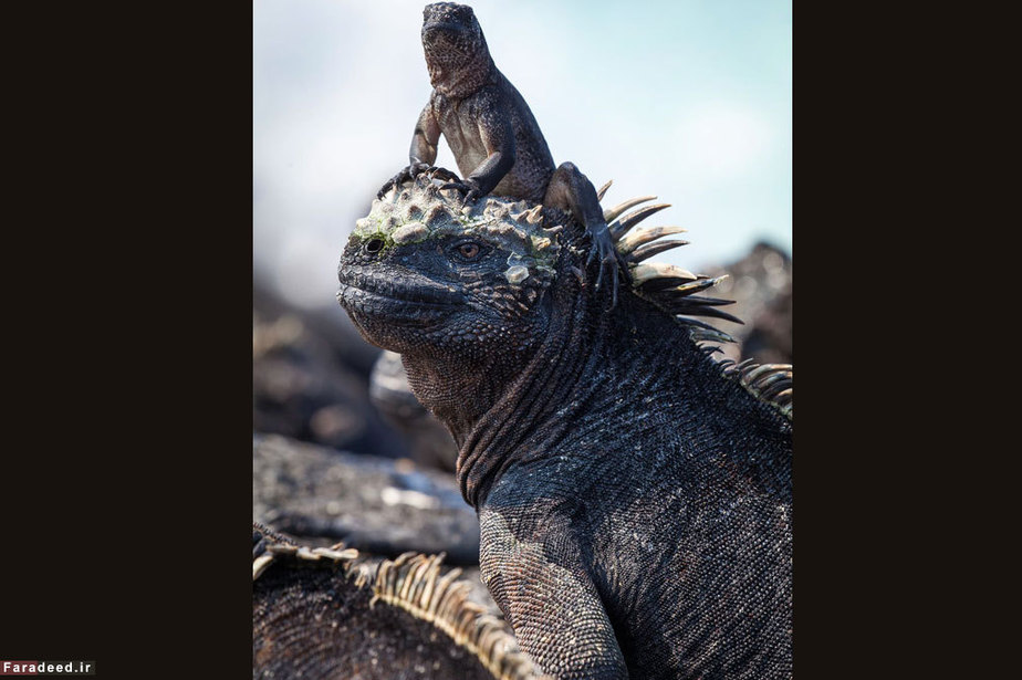 ایگوانای تازه از تخم بیرون آمده روی سر ایگوانای بزرگ در جزیره فرناندینا