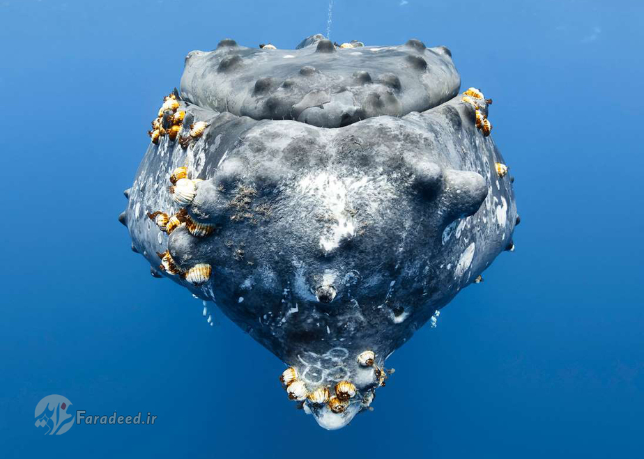 نهنگ گوژپشت در آمریکا