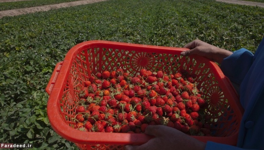 توت فرنگی حاوی 91.0 درصد آب می باشد.