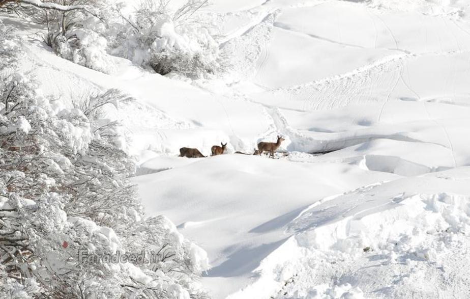 گوزن ها در منطقه ای پوشیده از برف در سوئیس.