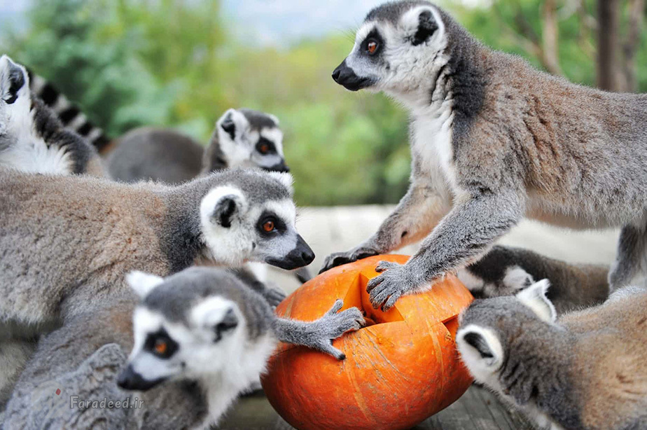 هالووین لمورهای دم‌حلقه‌ا در جنگل چینگدائو در استان شاندونگ 