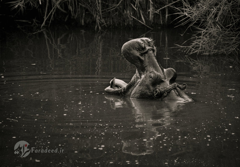 اسب‌ آبی در حال خمیازه کشیدن 