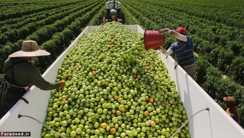 گوجه فرنگی حاوی 94.5 درصد آب می باشد.