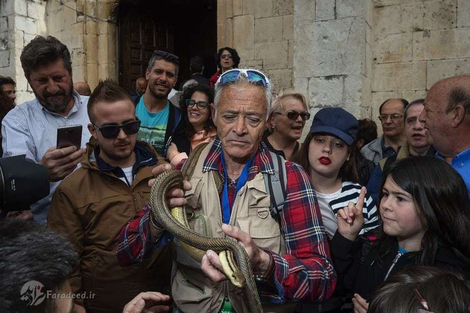 مارگیر حرفه ای که به آرامی کار خود را انجام می دهدو افرادی که آماده گرفتن مار هستند