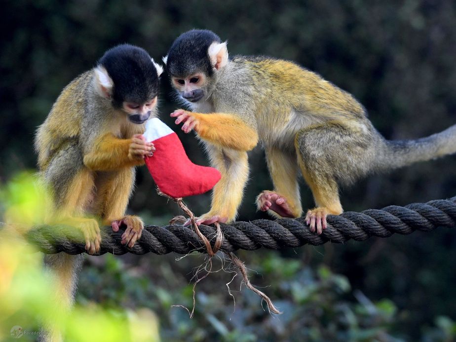 میمونهای سنجاب در حال جستجو برای هدیه کریسمس.لندن