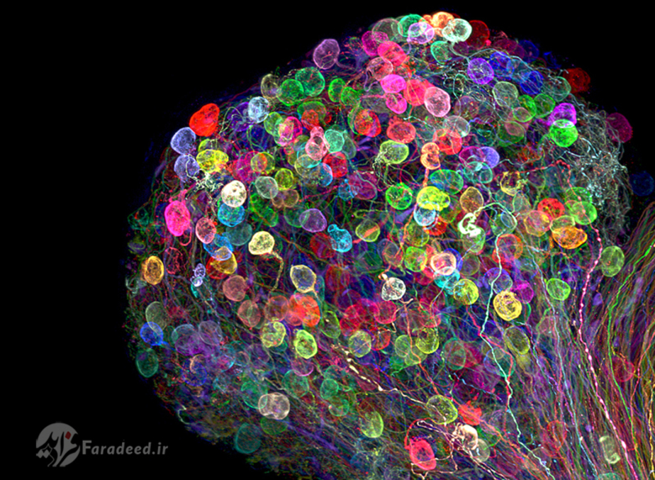 این بخش از مغز جنین جوجه مرغ با تکنیک ژنتیکی brainbow رنگ آمیزی شده است.