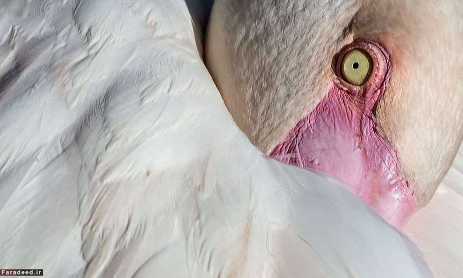 فلامینگوی صورتی در باغ‌وحشی در آلمان