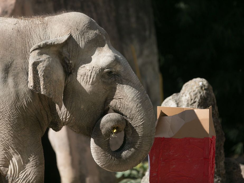 آب نبات هدیه کریسمس فیلها در گواتمالا