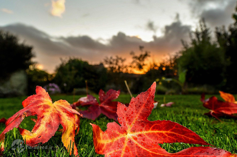 برگ درخت چمن زار در گودوورسلد