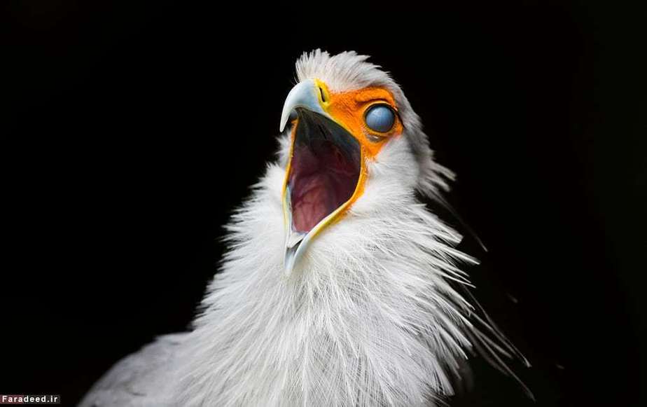 پرنده منشی در کیپ تاون، آفریقای جنوبی