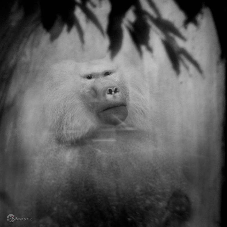 هَنس: بابون، باغ وحشی در آلمان.