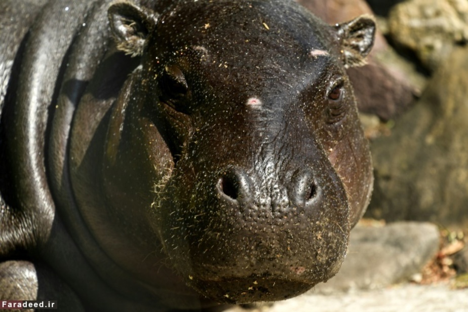 اسب آبی سه ساله در باغ وحش مسکو