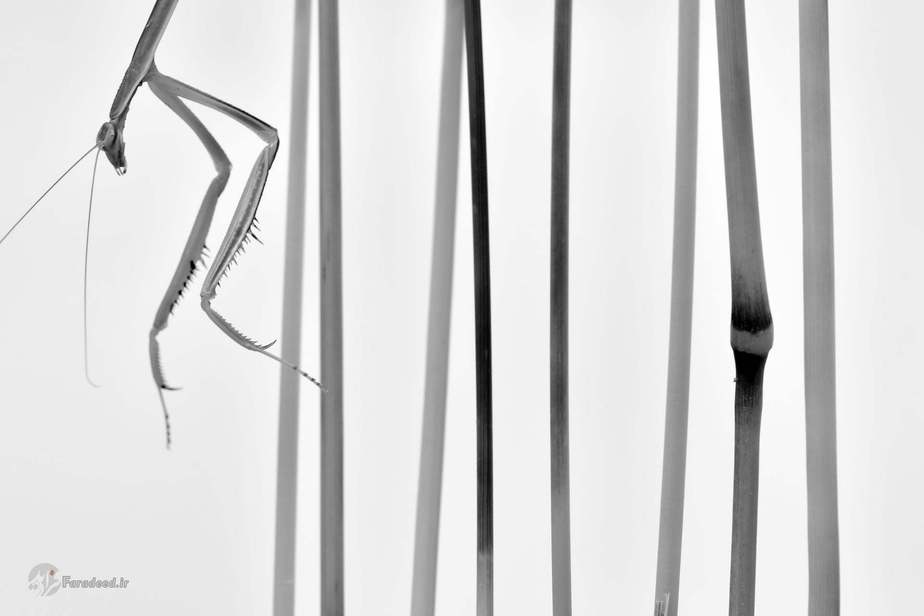 مینگویی یوآن، مقام سوم نمایش صمیمیت، ووهان سیتی، چین 