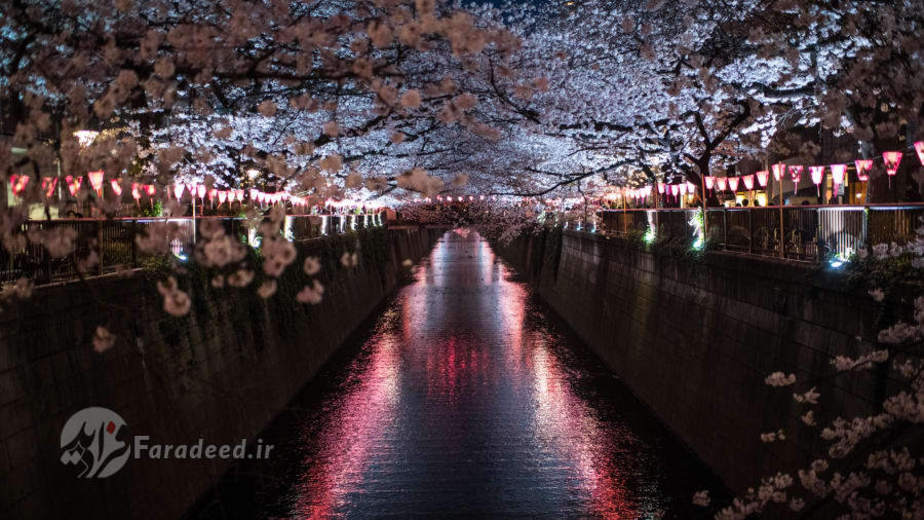فصل شکوفه‌های گیلاس در توکیو ژاپن