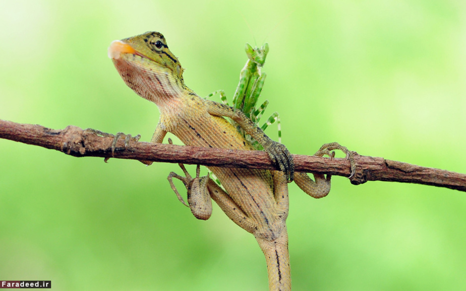 آخوندک پشت مارمولک در تانگرانگ اندونزی