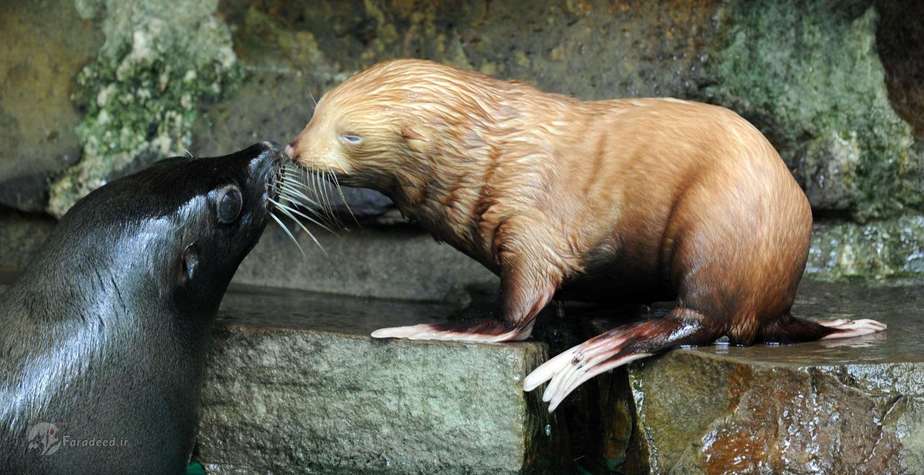 شیر دریایی (آمریکای جنوبی)