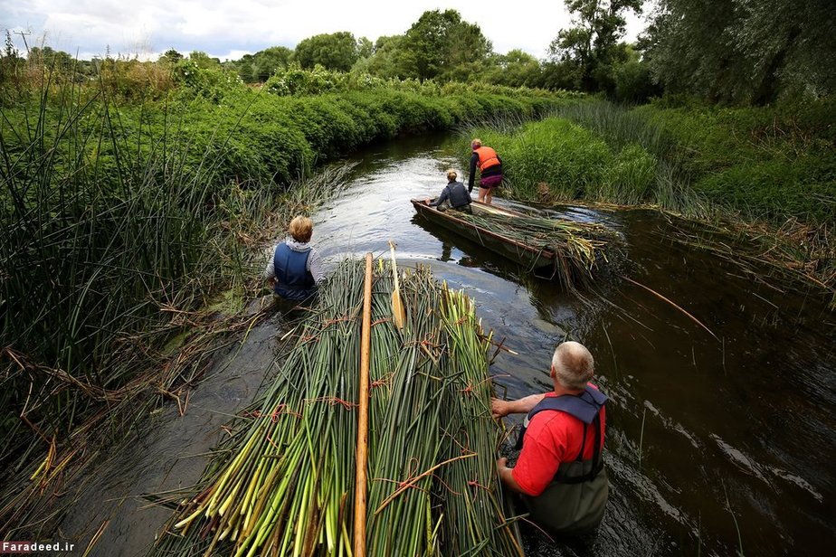 جمع‌آوری نی برای استفاده تولیدی؛ انگلیس